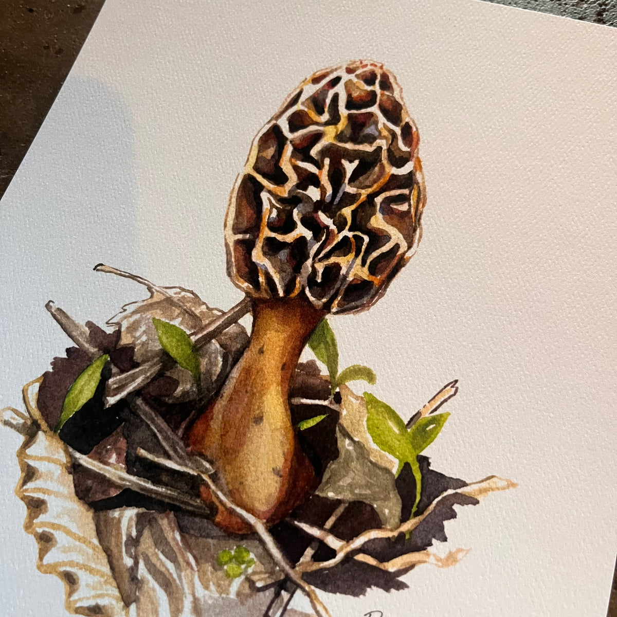 Morel Mushroom - Rosalie Haizlett – Lost Appalachia Trading Company