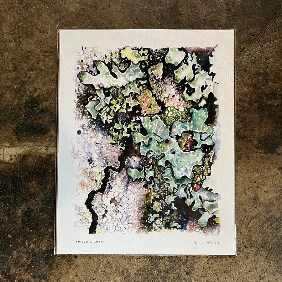 Shield Lichen Watercolor- Rosalie Haizlett
