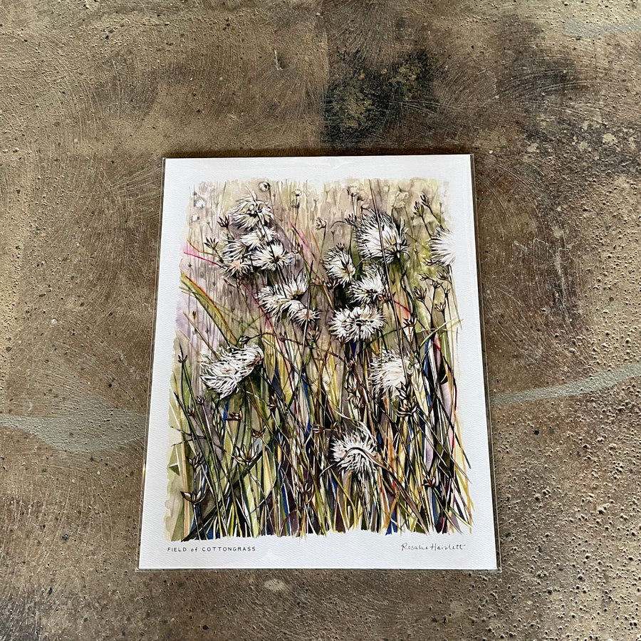 Rosalie Haizlett- Field of Cottongrass