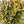 Load image into Gallery viewer, Lung Lichen - Rosalie Haizlett

