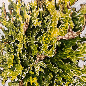 Lung Lichen - Rosalie Haizlett