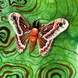 Load image into Gallery viewer, Prometheus Moth: Pinned and Stitched - Sadie Valzetta

