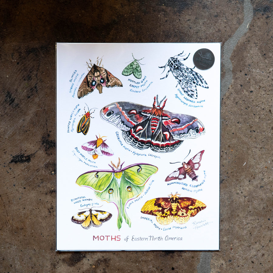 Moths of Eastern North America - Rosalie Haizlett'