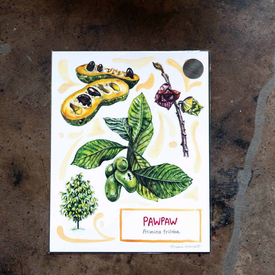 Pawpaw - Rosalie Haizlett