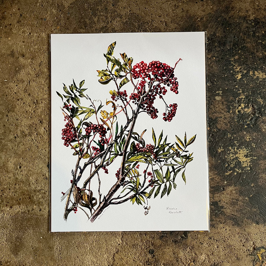 Mountain Ash Watercolor - Rosalie Haizlett