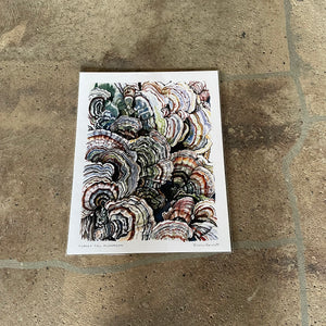 Turkey Tail Mushroom - Rosalie Haizlett