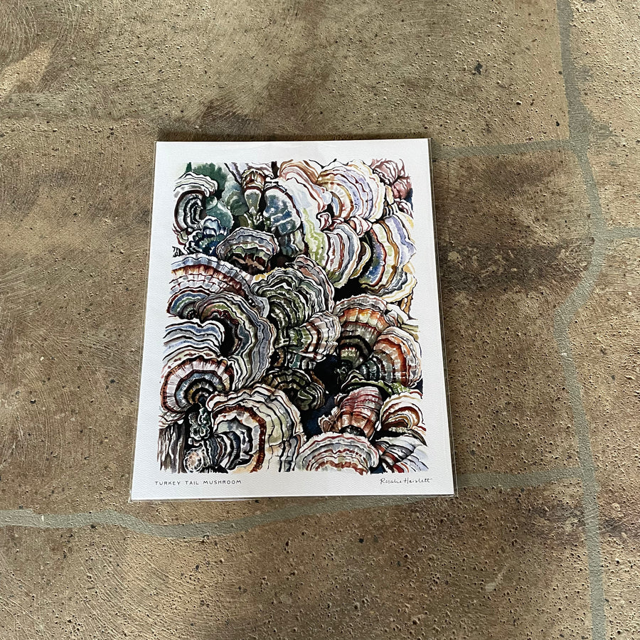 Turkey Tail Mushroom - Rosalie Haizlett